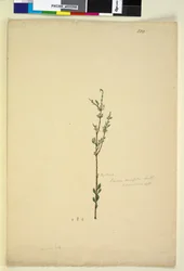 Sivu 222. Baeckea densifolia, noin 1803-06 (wc, kynä, muste ja lyijykynä).